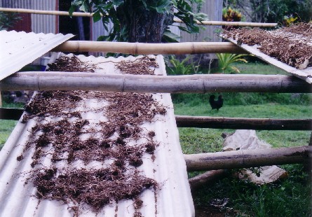 Plantele din care se prepară kava